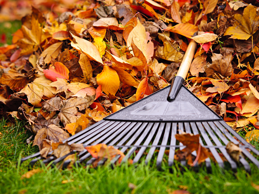 Pile of fall leaves with fan rake on lawn